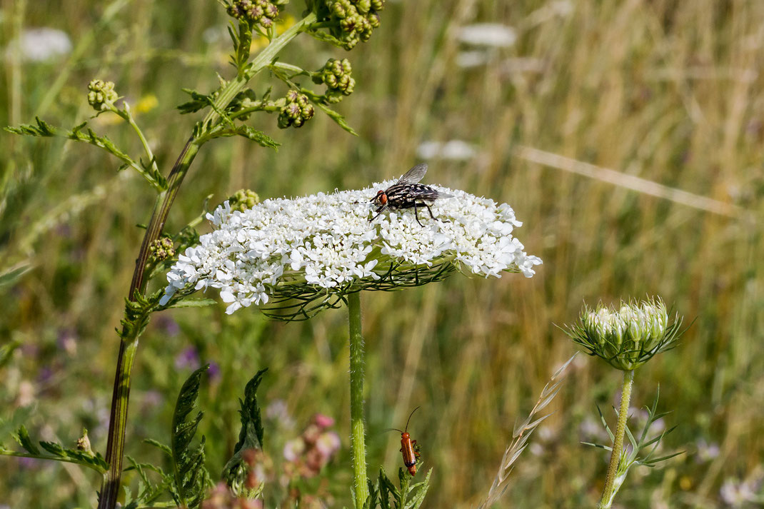 Fliege und kleiner Schmalbock sitzen an wilder Möhre in einer sommerlichen Blumenwiese