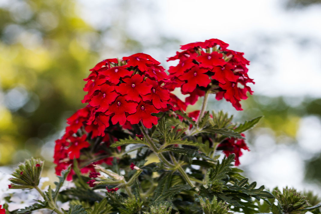 rote-verbenen-eisenkraut-verbena