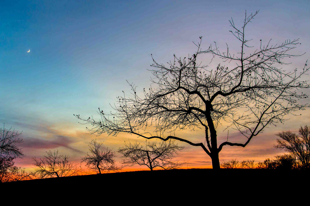 Bears Birds And Bees What Does A Changing Climate Mean To The