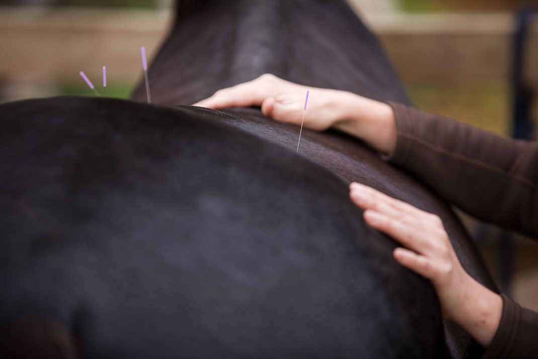 Therapie beim Pferd durch Akupunktur