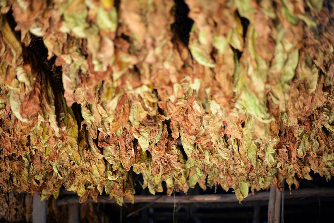 Feuilles de Tabac qui sèchent