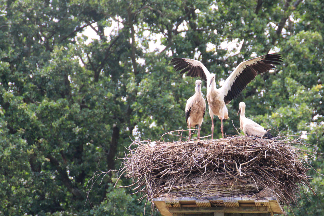 Foto: J. Stürmer