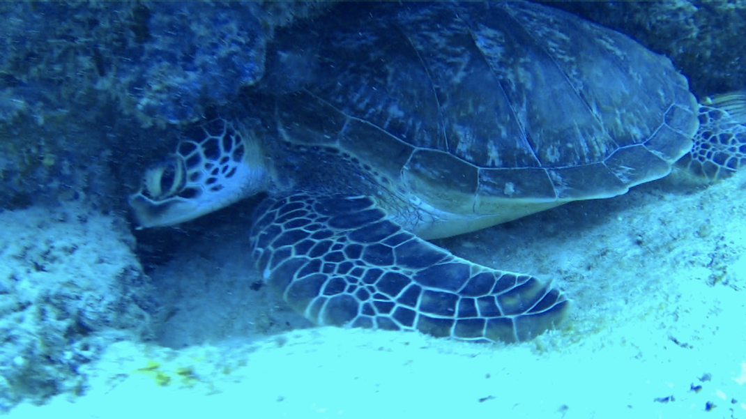 Tortue dans les fonds de M'nemba