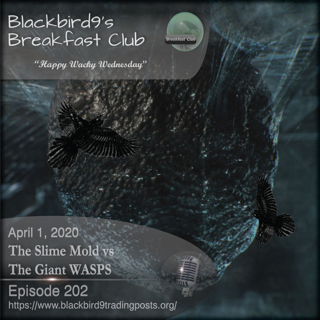 The Slime Mold vs The Giant WASPS - Blackbird9