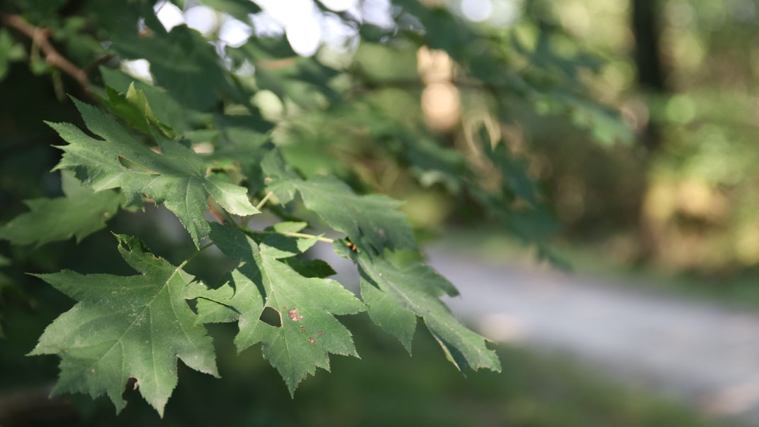 Patrimoine naturel en Touraine - arbre & forêt