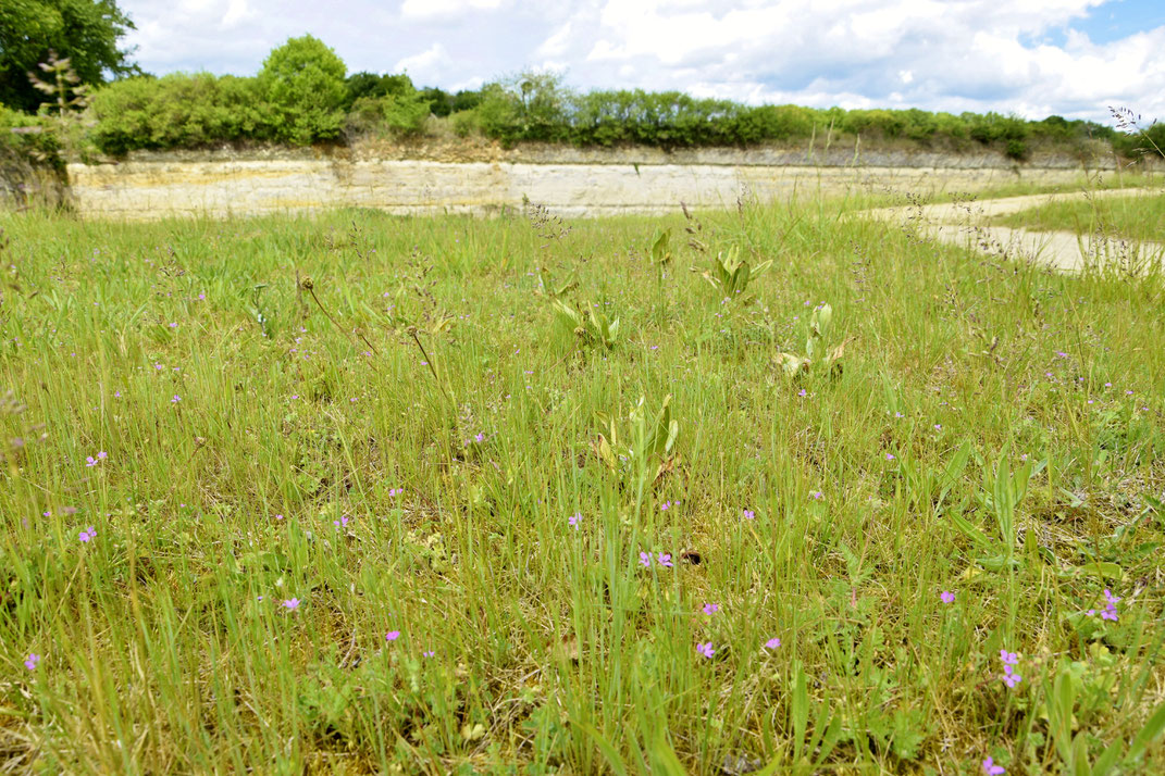 Patrimoine naturel en Touraine - arbre & forêt