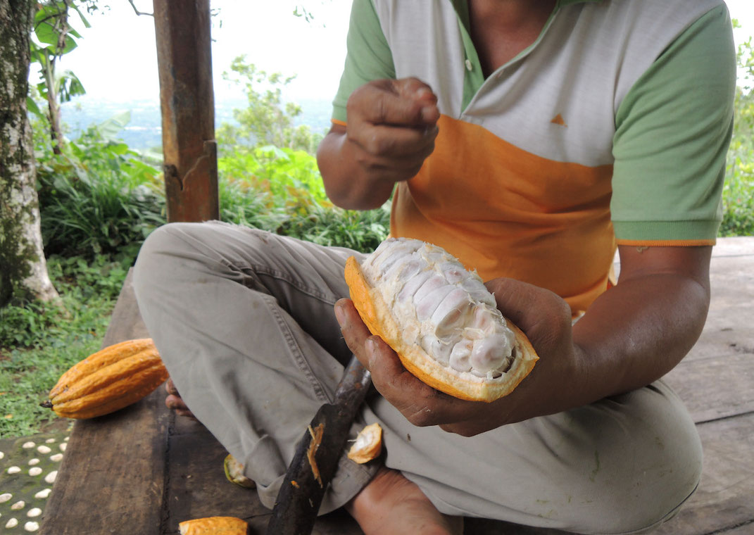 cacao pod frsh cacao fruit