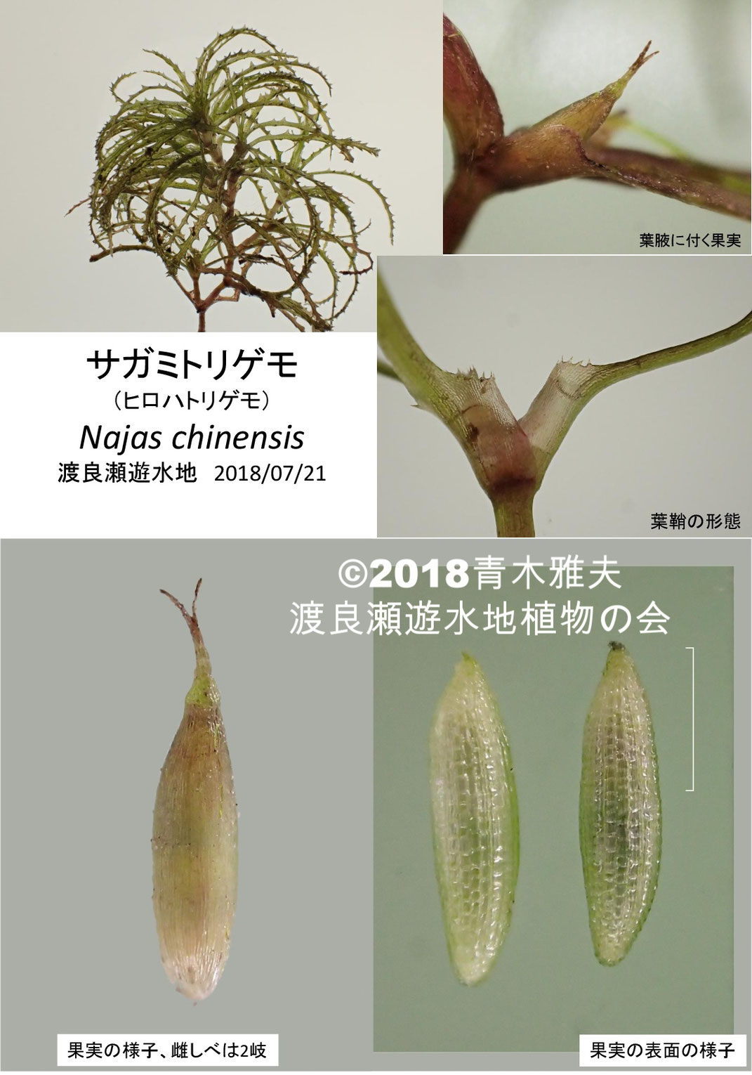 渡良瀬遊水地で採取されたサガミトリゲモ(ヒロハトリゲモ）の詳細画像