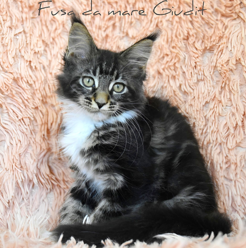 Cucciolo Maine coon Brown con bianco