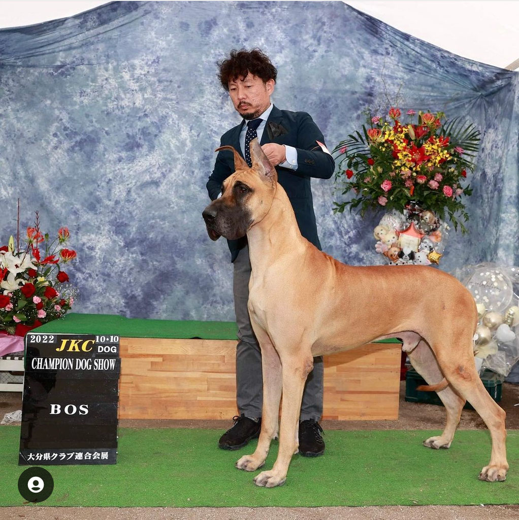 Jade(辻本ジェイド) - グレートデンブリーダーCROWN JEWEL KENNEL
