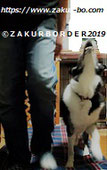 ＺＡＫＵＲＢＯＲＤＥＲ（サクールボーダー）ブログ、ボーダーコリーＭ＆Ｅ２０２３０７０５使用画像