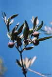 the olive branch