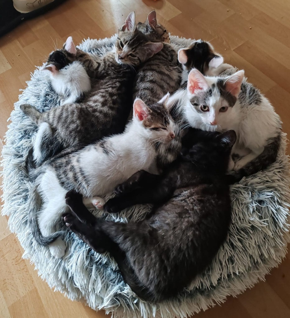 😻