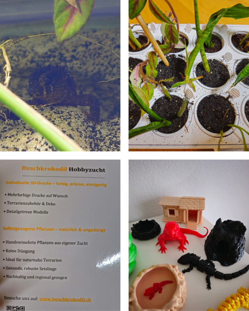 Damit wir Euch auch bei der Ausstattung der Terrarien unterstützen können, haben wir neu eine vielzahl an ungedüngten Pflanzenstecklingen im Sortiment. Ausserdem bieten wir individuelle, mehrfarbige 3D Drucke an; zum Beispiel ausbruchsichere Futterschale.