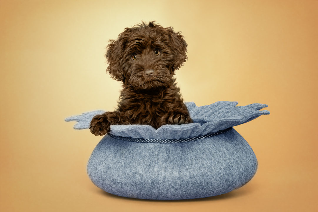 Tierfotografie Welpe Golden Doodle im Studio