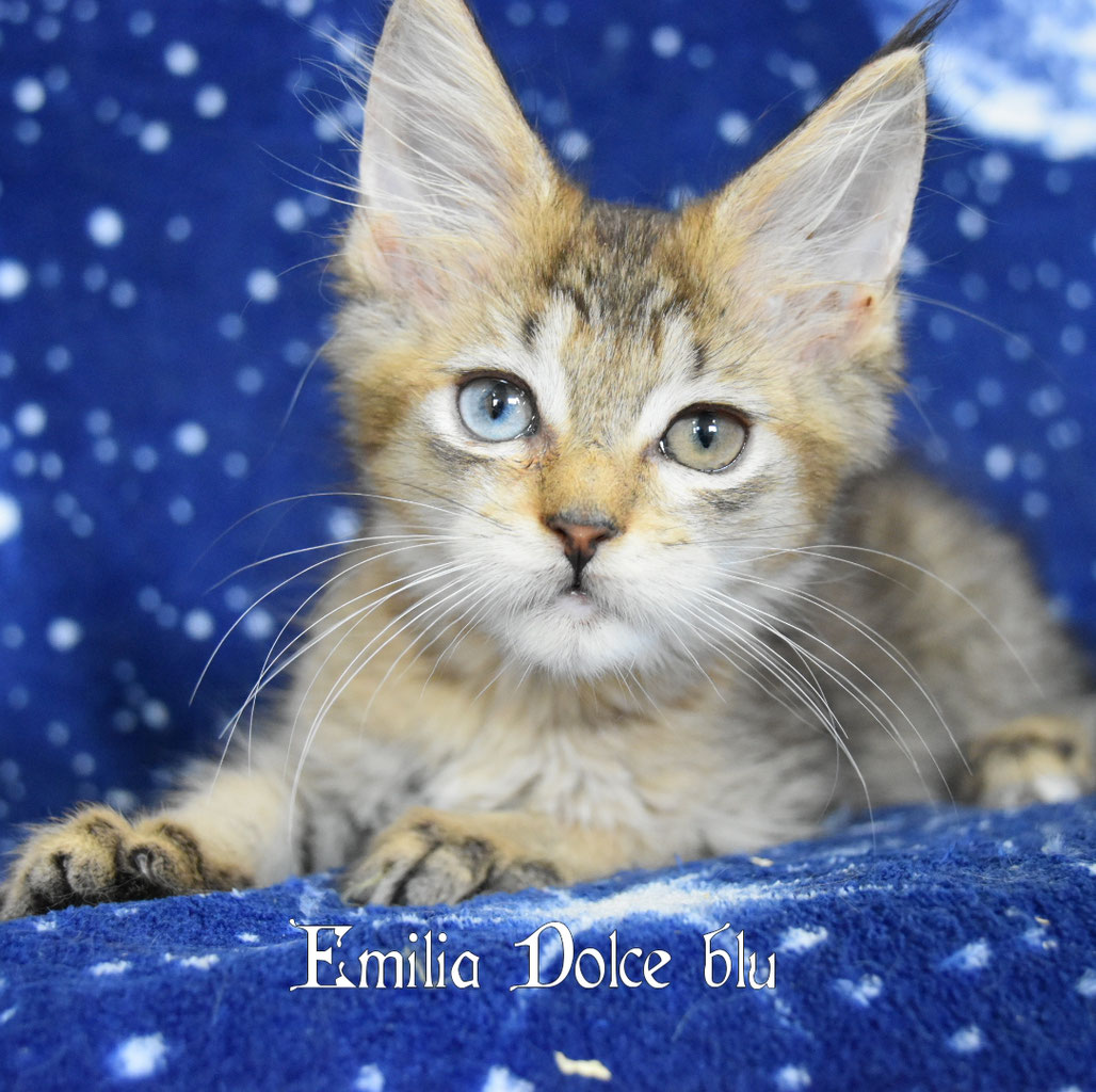 Cucciolo maine coon occhi impari