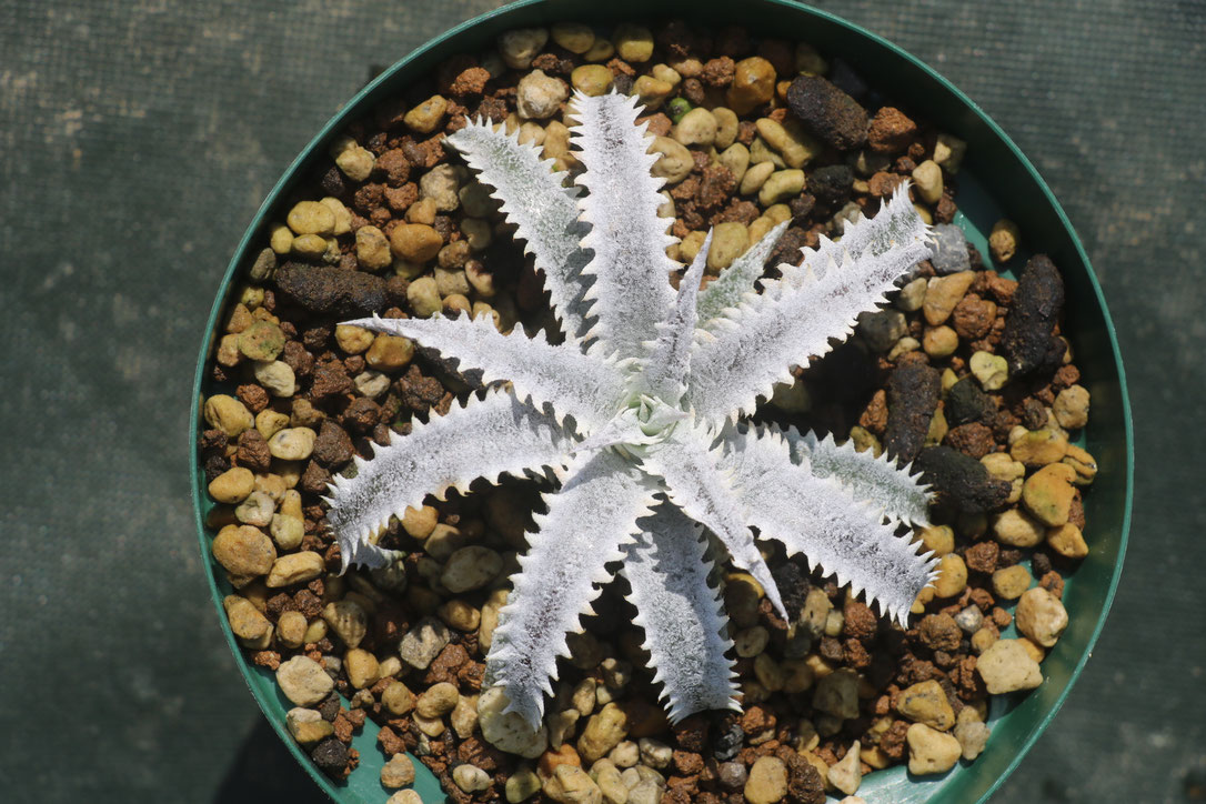 Dyckia ‘Rashoumon’ ディッキア　Amazonico Dyckia 'Rashoumon' ディッキア Amazonico ディッキア・オールスター
