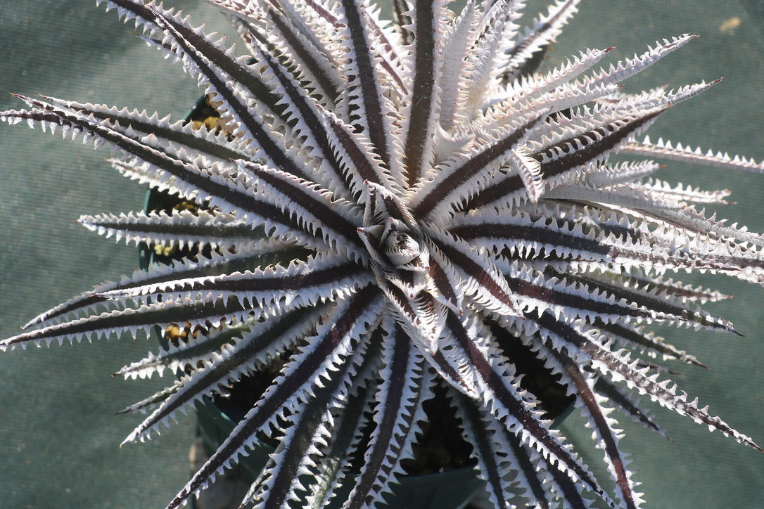 ブロメリア 日記 - Amazonico アマゾニコ