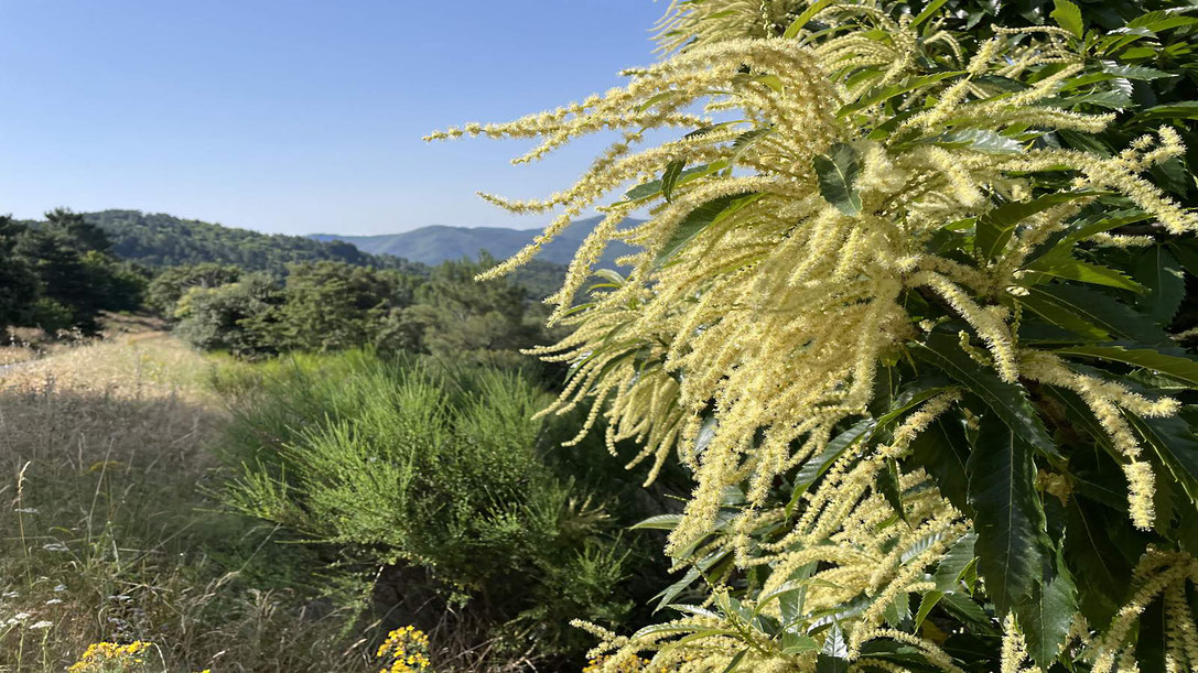Floraison du chataignier en juin 2025