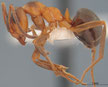 Formica pressilabris