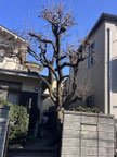 世田谷区で剪定する植木屋「纏造園」