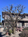国立市で剪定する植木屋「纏造園」