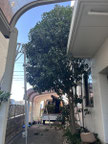 世田谷区で剪定する植木屋「纏造園」