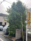 立川市で剪定する植木屋「纏造園」