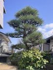 横浜市青葉区で剪定する植木屋「纏造園」