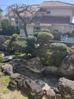 町田市で剪定する植木屋「纏造園」