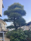 横浜市青葉区で剪定する植木屋「纏造園」