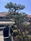 町田市で剪定する植木屋「纏造園」
