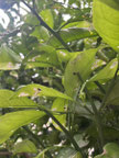 世田谷区で剪定する植木屋「纏造園」