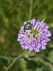 Wiesen-Witwenblume, knautia arvensis mit Rosentrauerkäfer, oxythyrea funesta