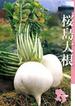 世界最大!桜島大根!