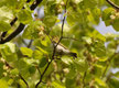 Wood Warbler