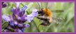 hummel-an-lavendel-button