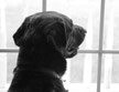 un chien labrador noir regarde par une fenêtre par coach canin 16 dressage chien charente