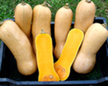 Kürbis Butternut Waltham länglicher Kürbis mit heller Schale und gelben Fruchtfleisch Bild Reinsaat