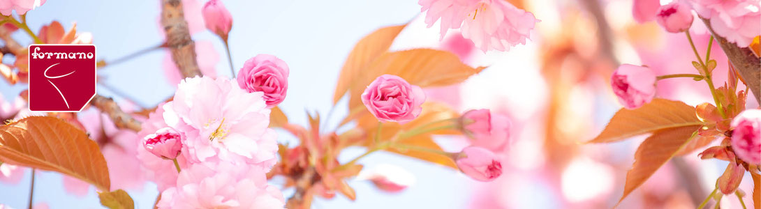 Titelbild rosa Blüten Nahaufnahme mit Blättern und blauen Himmel im Hintergrund