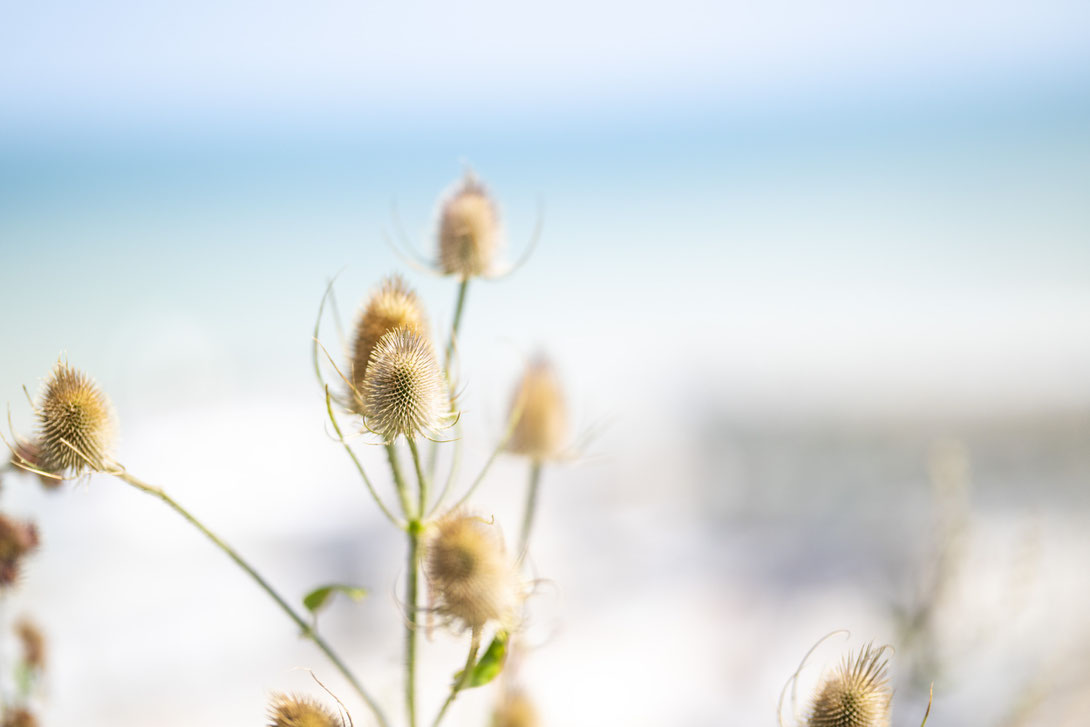 Fotografiert mit Nikon Z8 und Nikkor Z 85mm F/1.2 S in Le Trepore, Frankreich