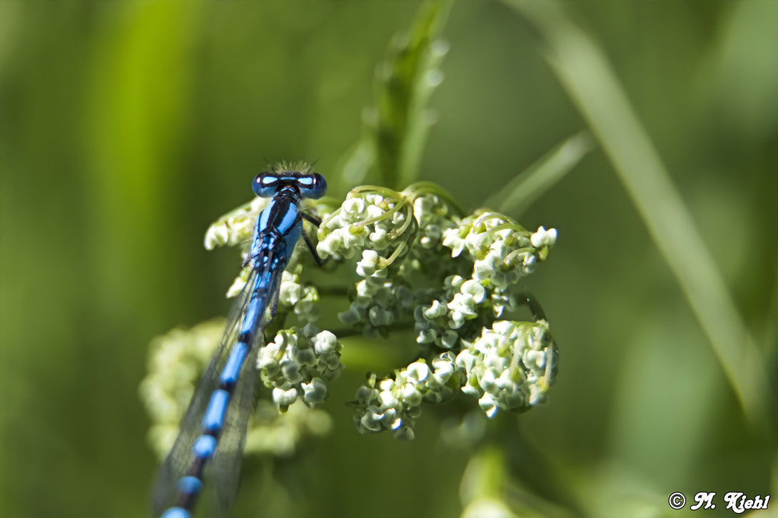 Makrofoto Libelle 