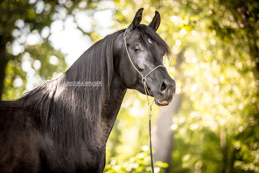 Araberhengst im Portrait