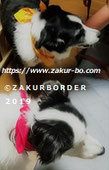 ＺＡＫＵＲＢＯＲＤＥＲ（サクールボーダー）ブログ、ボーダーコリーＭ＆Ｅ２０２２０８０９使用画像
