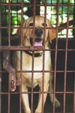 Labrador sable en chenil tire la langue par coach canin 16 éducateur canin en charente