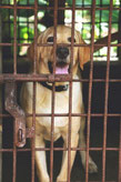 Labrador sable en chenil tire la langue par coach canin 16 éducateur canin en charente