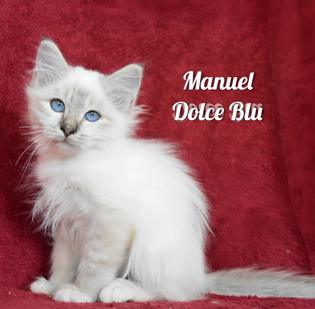 Cucciolo sacro di birmania blu tabby point 