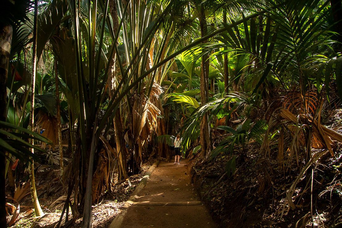 Weg durch den Dschungel des Naturparka Vallee de Mai auf Praslin Seychellen.