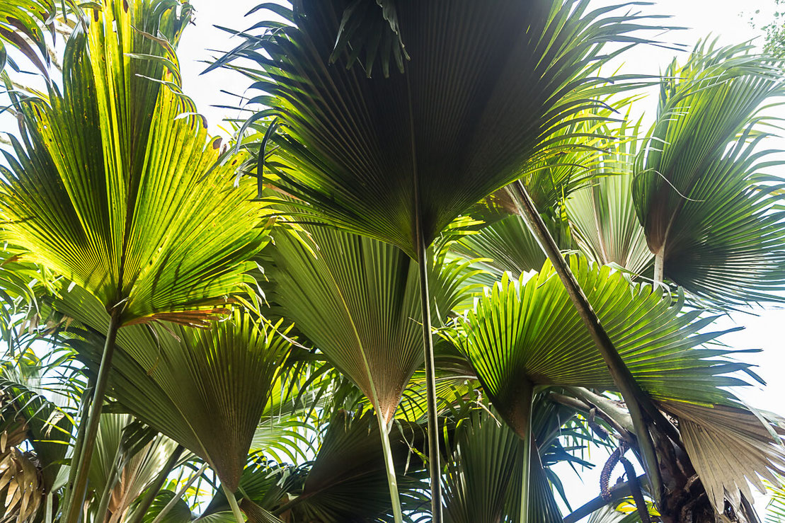 unter dem palmendach im Naturpark Vallee de Mai Seychellen Praslin