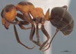 Formica rufa